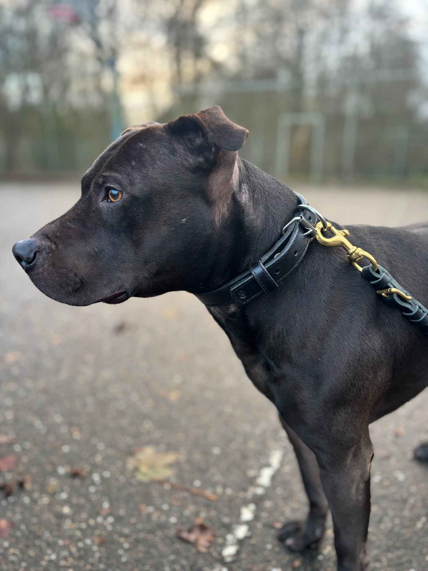 Honden halsband zeer sterk leder k9 africhting honden sport