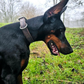 Honden halsband zeer sterk leder k9 africhting honden sport