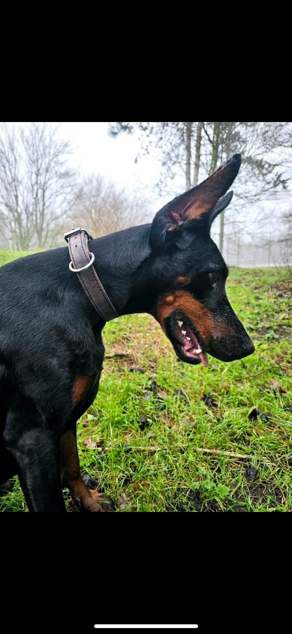 Honden halsband zeer sterk leder k9 africhting honden sport