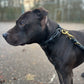 Honden halsband zeer sterk leder k9 africhting honden sport